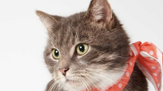 Illustration for article titled Adorable Adoptable Animals in Accessories Will Make Your Eyes Leak